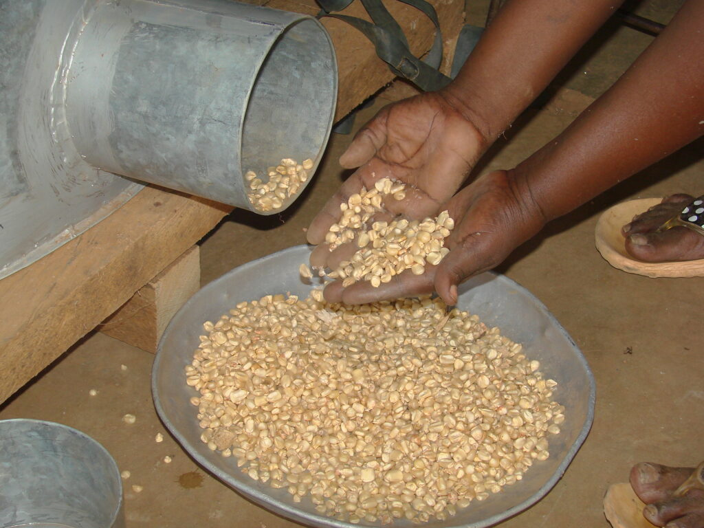 Image by the International Maize and Wheat Improvement Centre released via Creative Commons