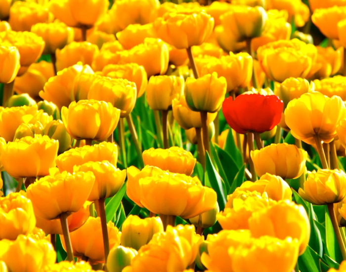 Image of a field of flowers by Vera Kratochvil released via Creative Commons